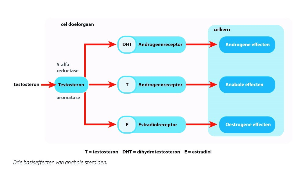 steroide